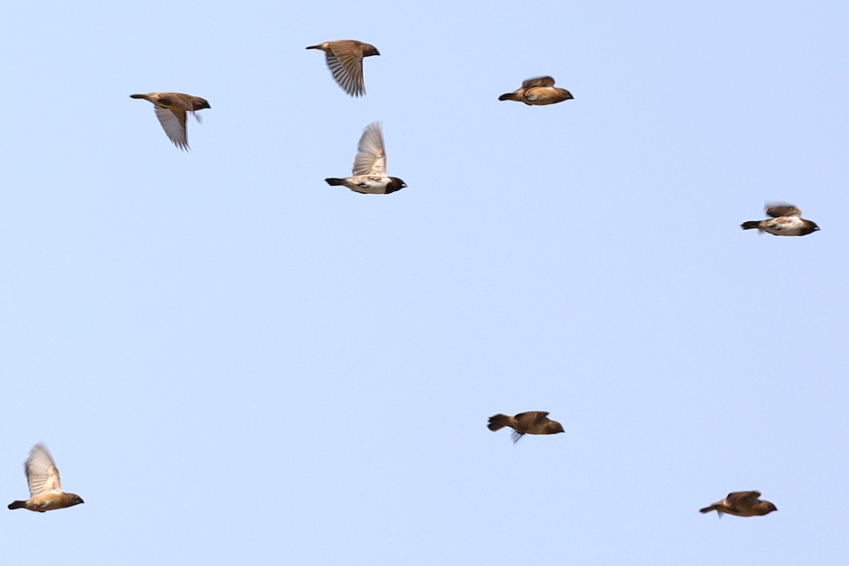 Bronze Mannikin - ML646883858