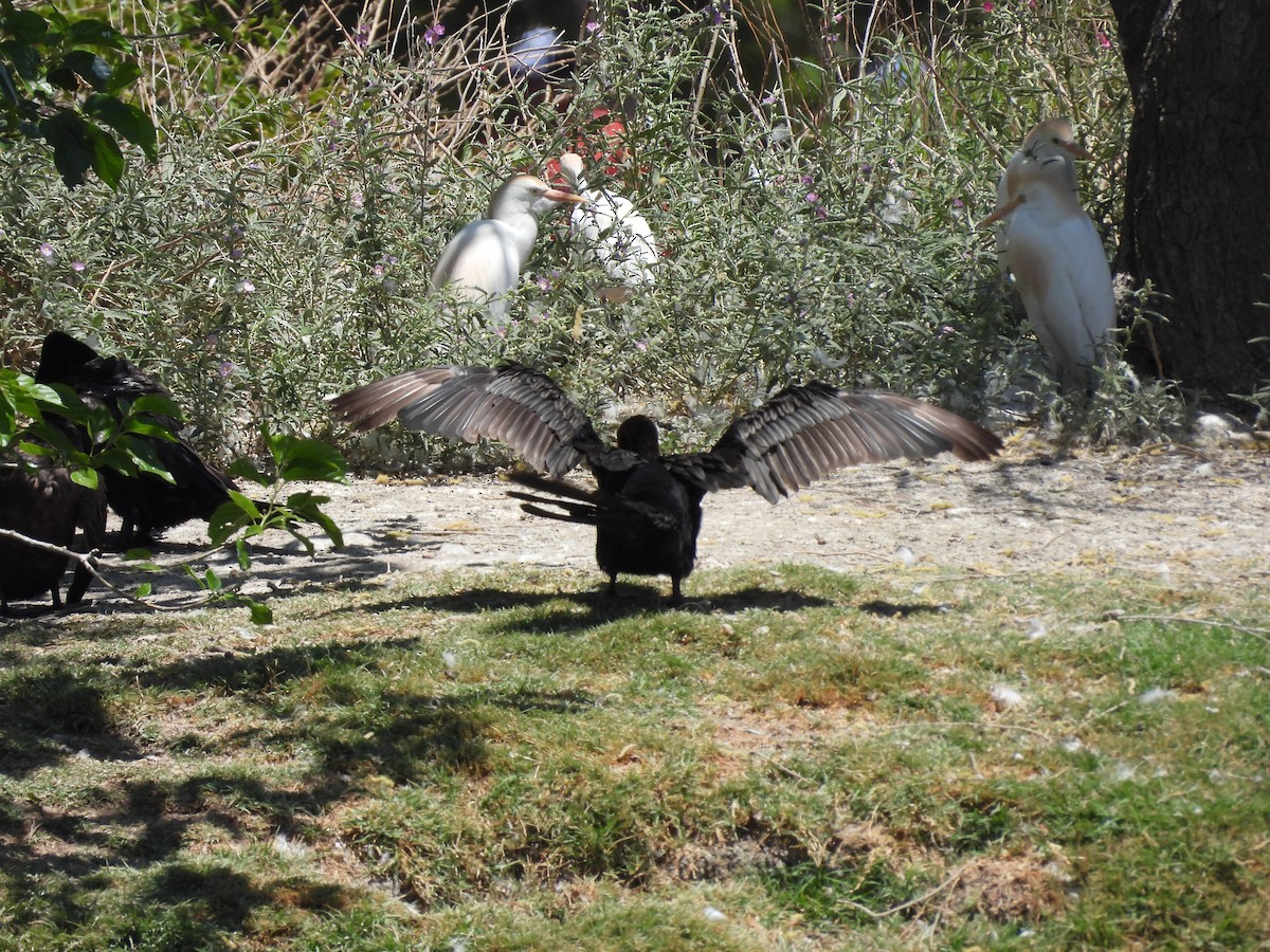 Neotropic Cormorant - ML646883859