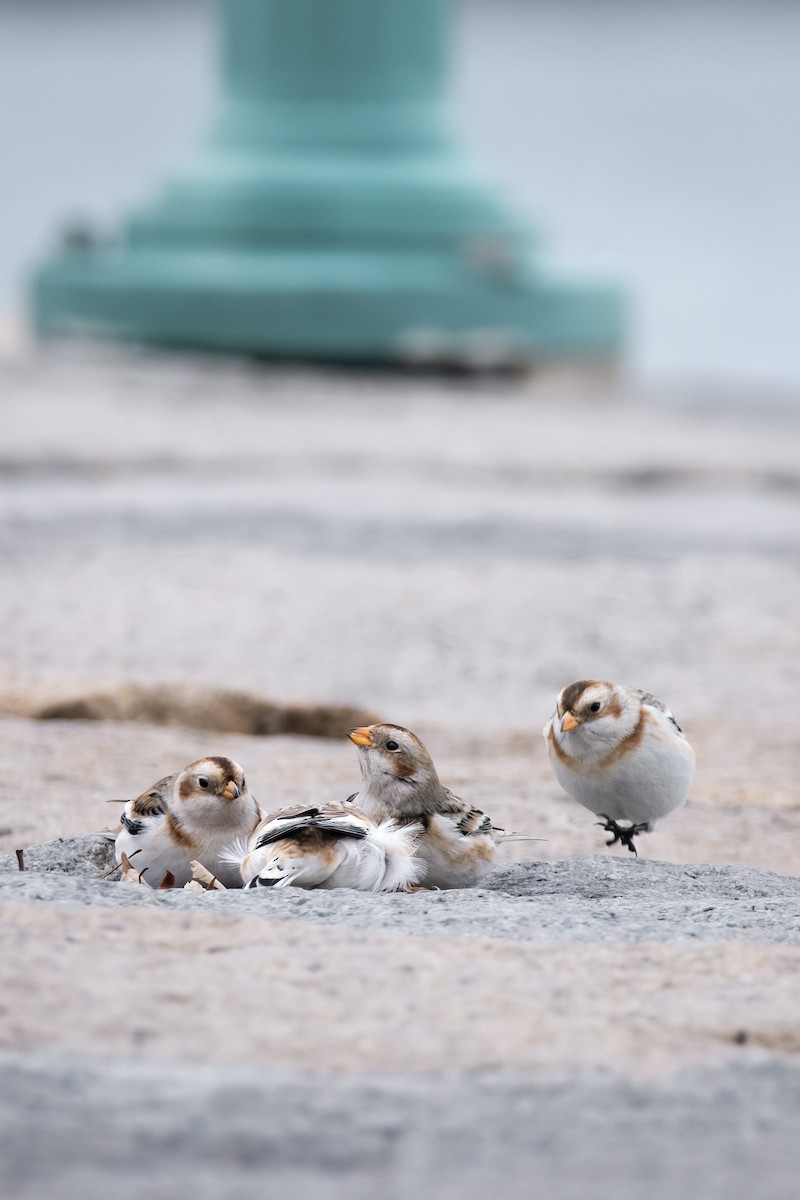 Snow Bunting - ML646883860