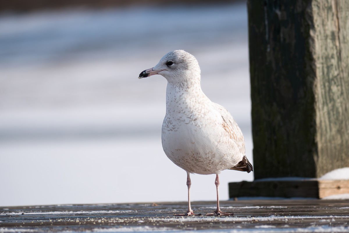 ringnebbmåke - ML646883862