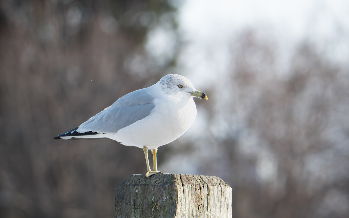 ringnebbmåke - ML646883863