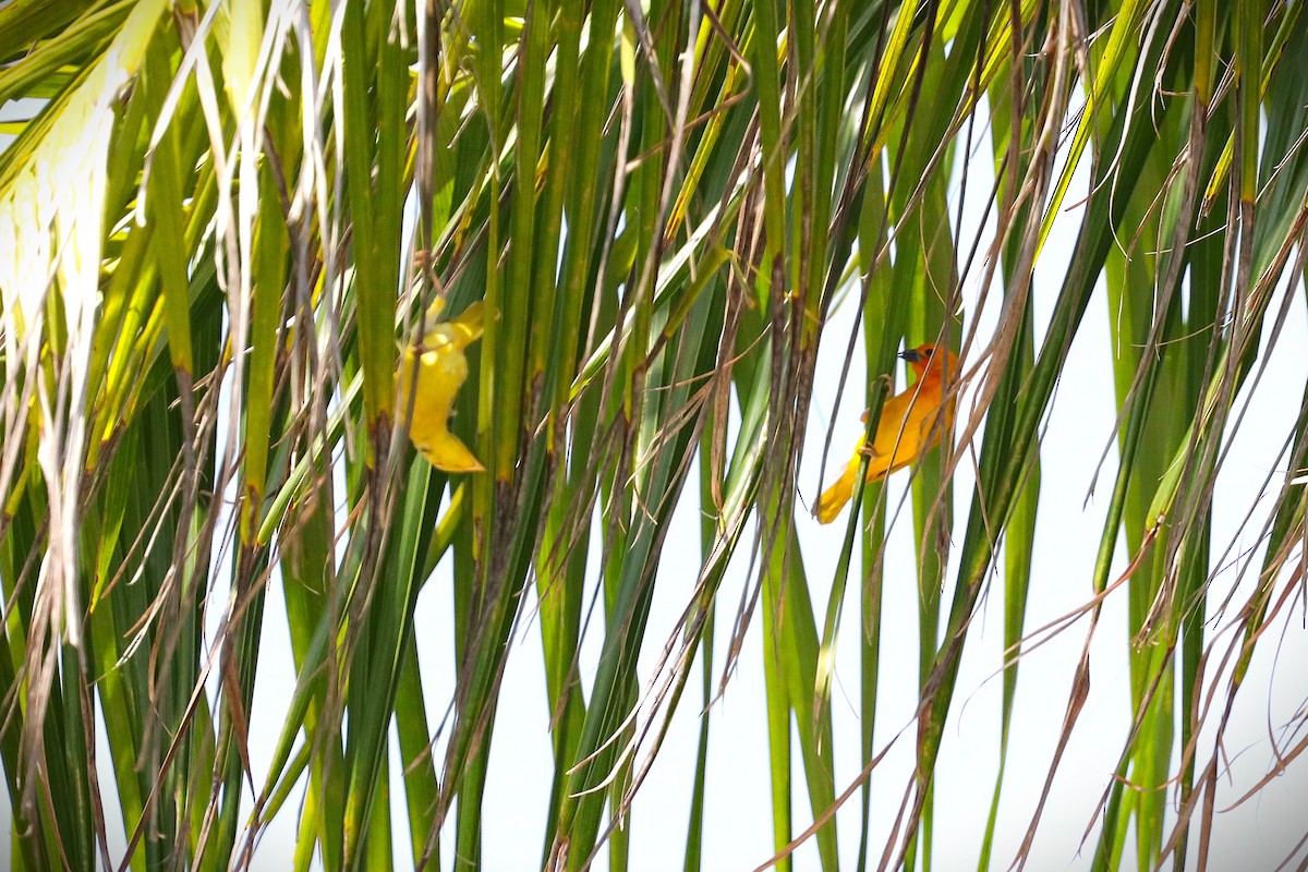 Golden Palm Weaver - ML646883864