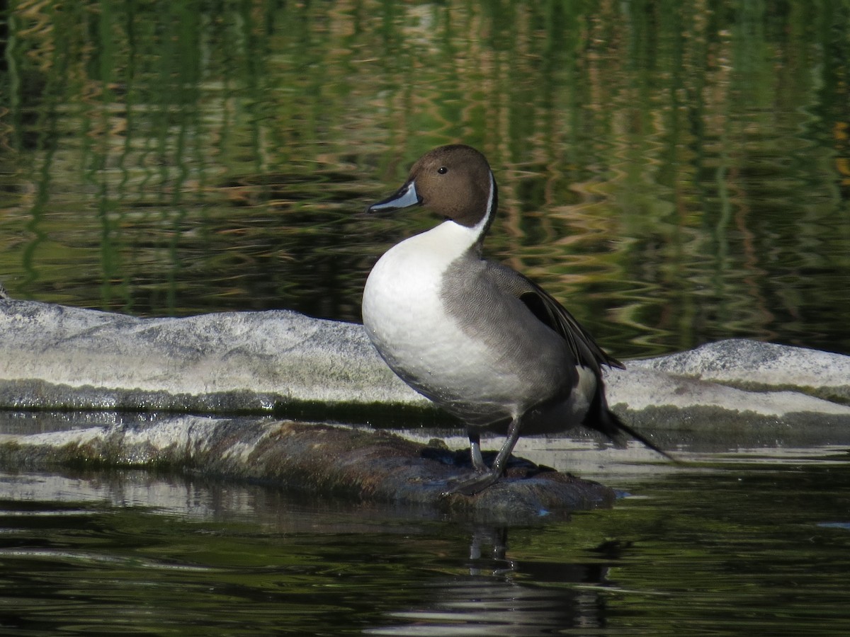 ברווז חד-זנב - ML646883865