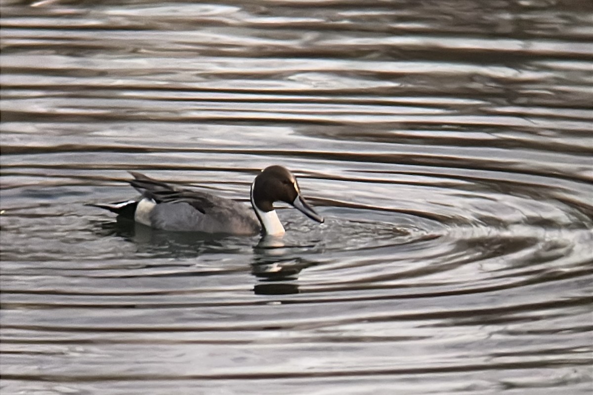 Northern Pintail - ML646883866