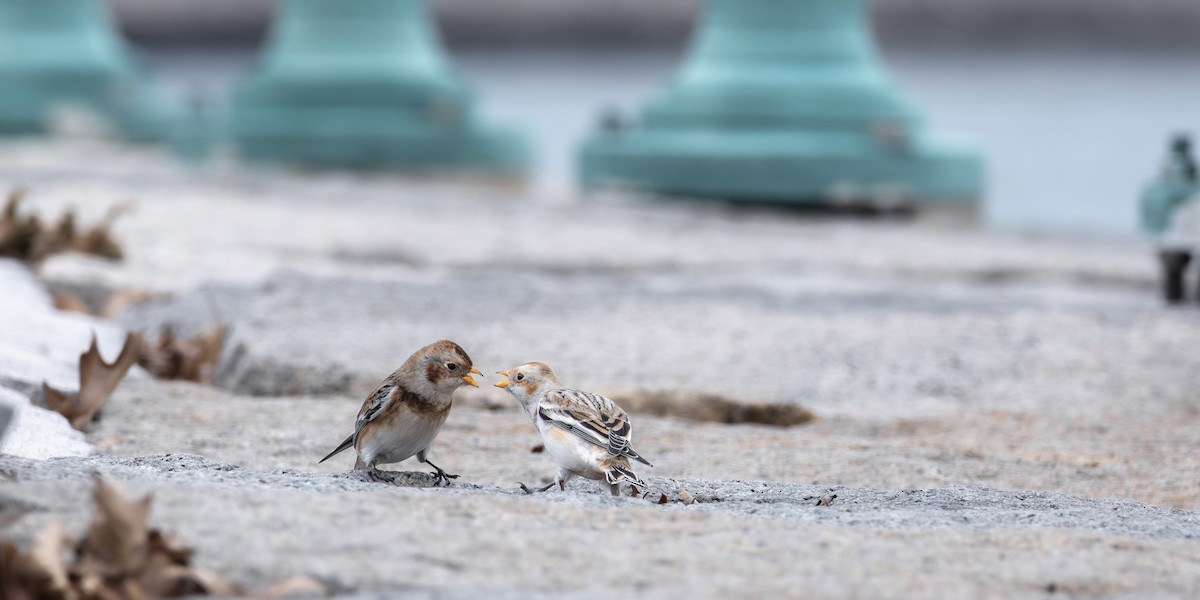 Snow Bunting - ML646883867