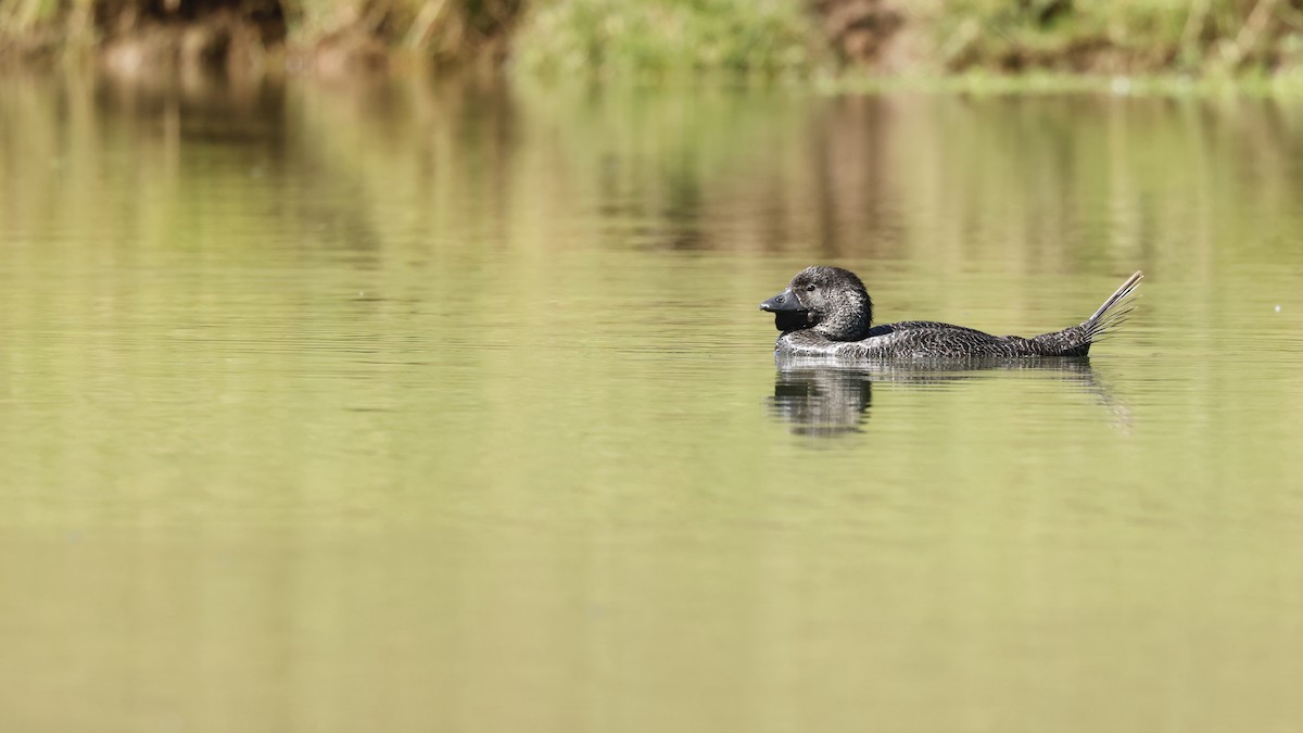 Musk Duck - ML646883868