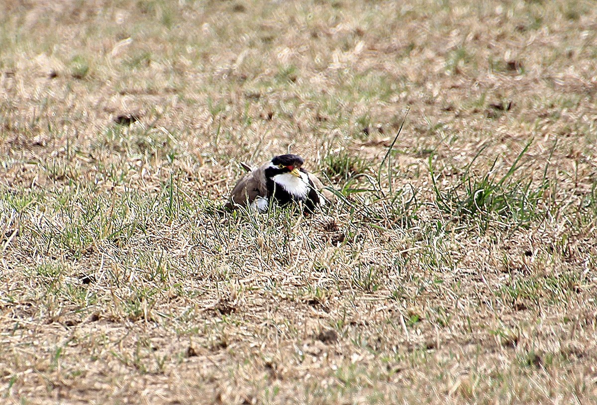 beltevipe - ML646883869