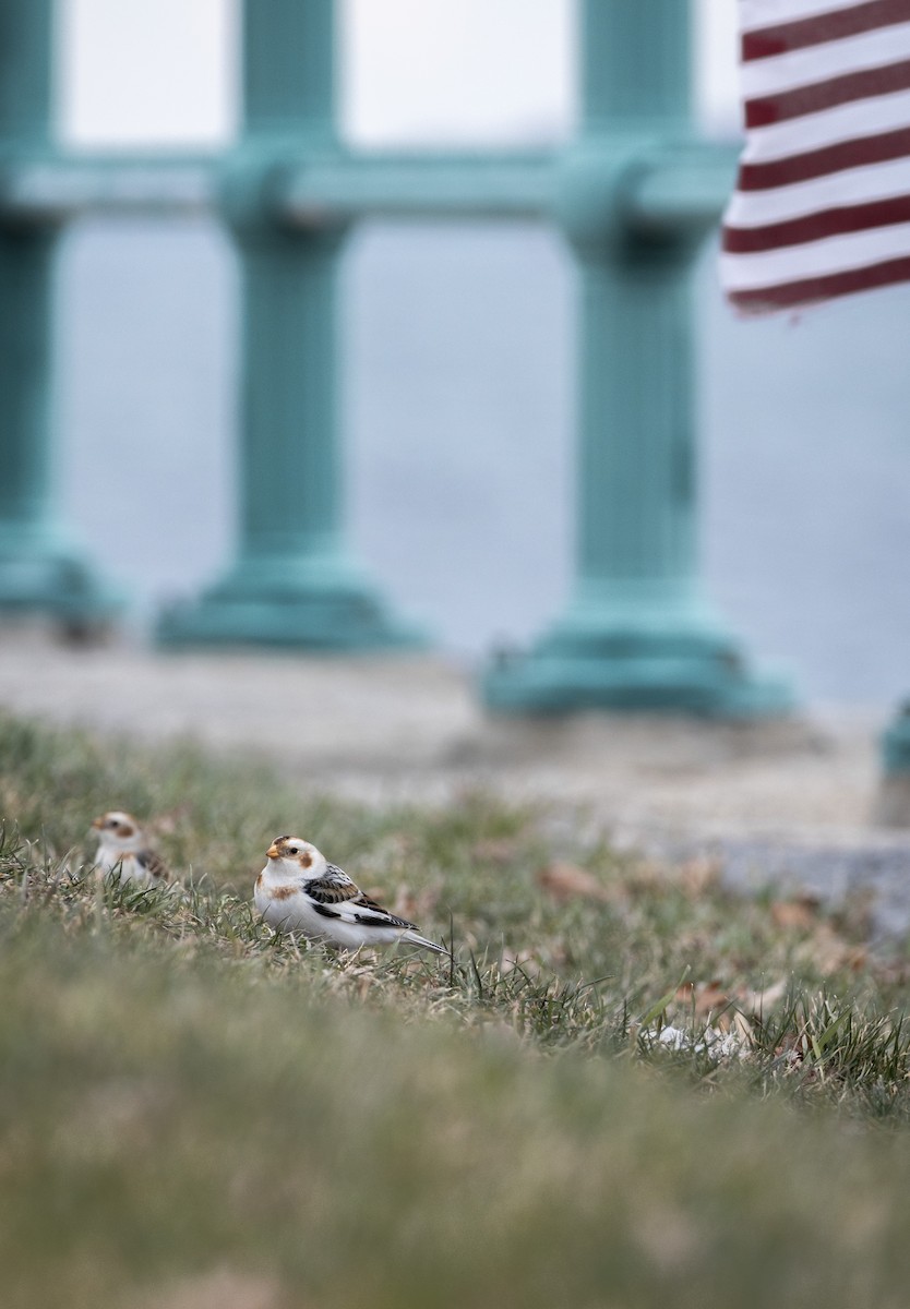 Snow Bunting - ML646883871