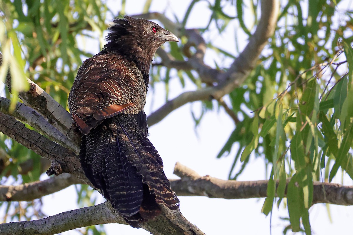 Pheasant Coucal - ML646883872