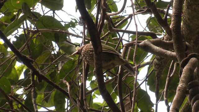Spotted Catbird - ML646883873