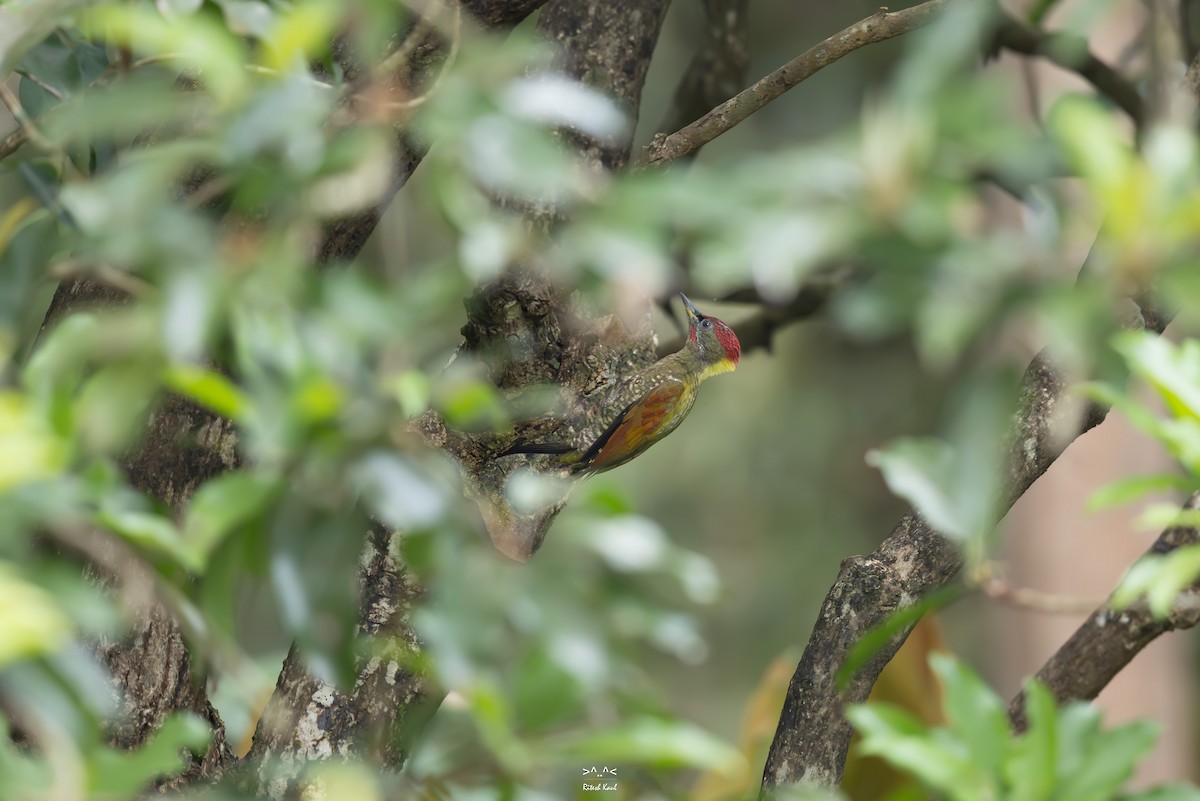 Жовна мала - ML646883874