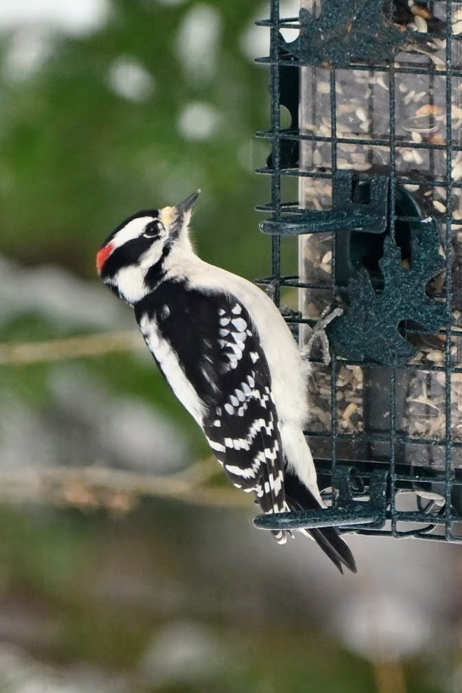 Downy Woodpecker - ML646883875