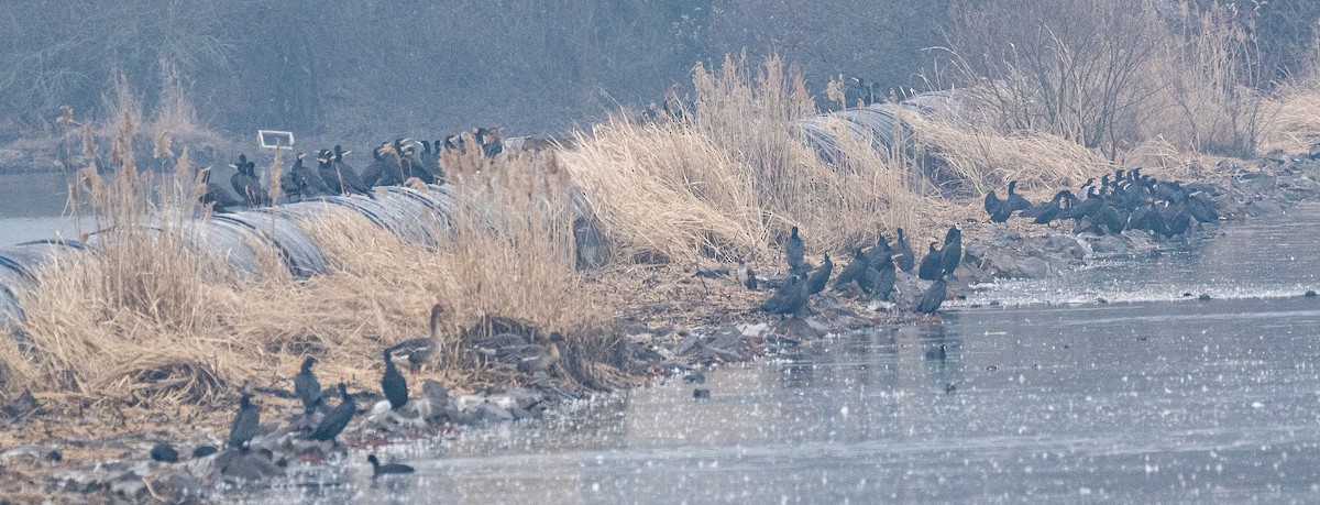 storskarv - ML646883879