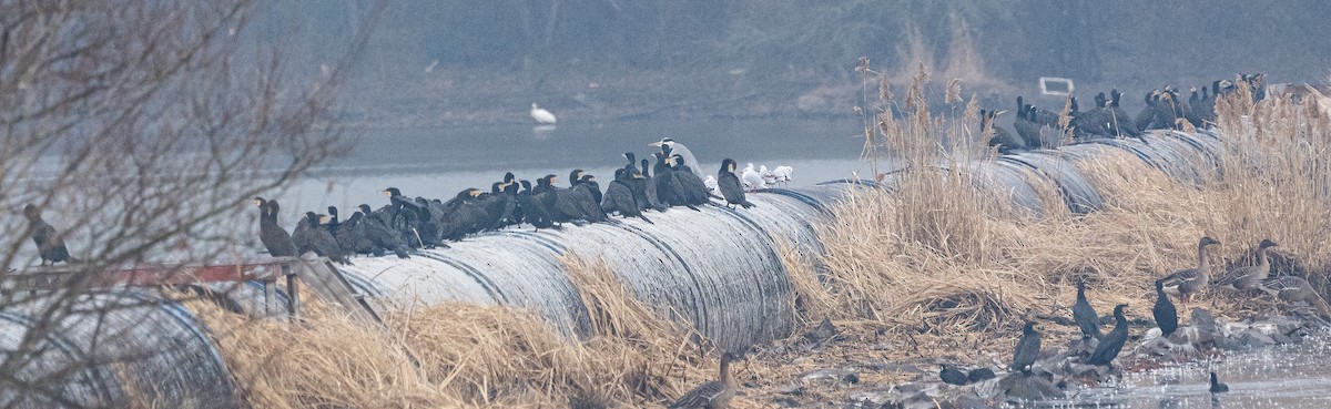 storskarv - ML646883880