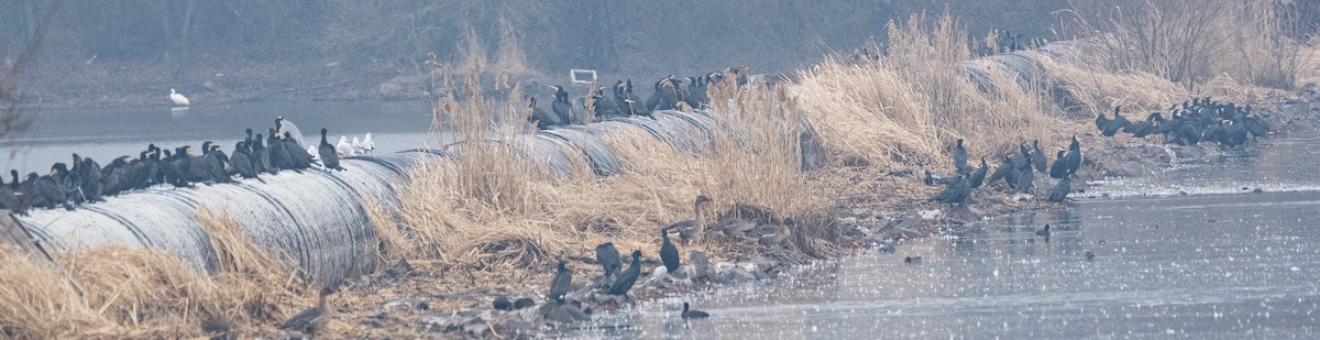 storskarv - ML646883881