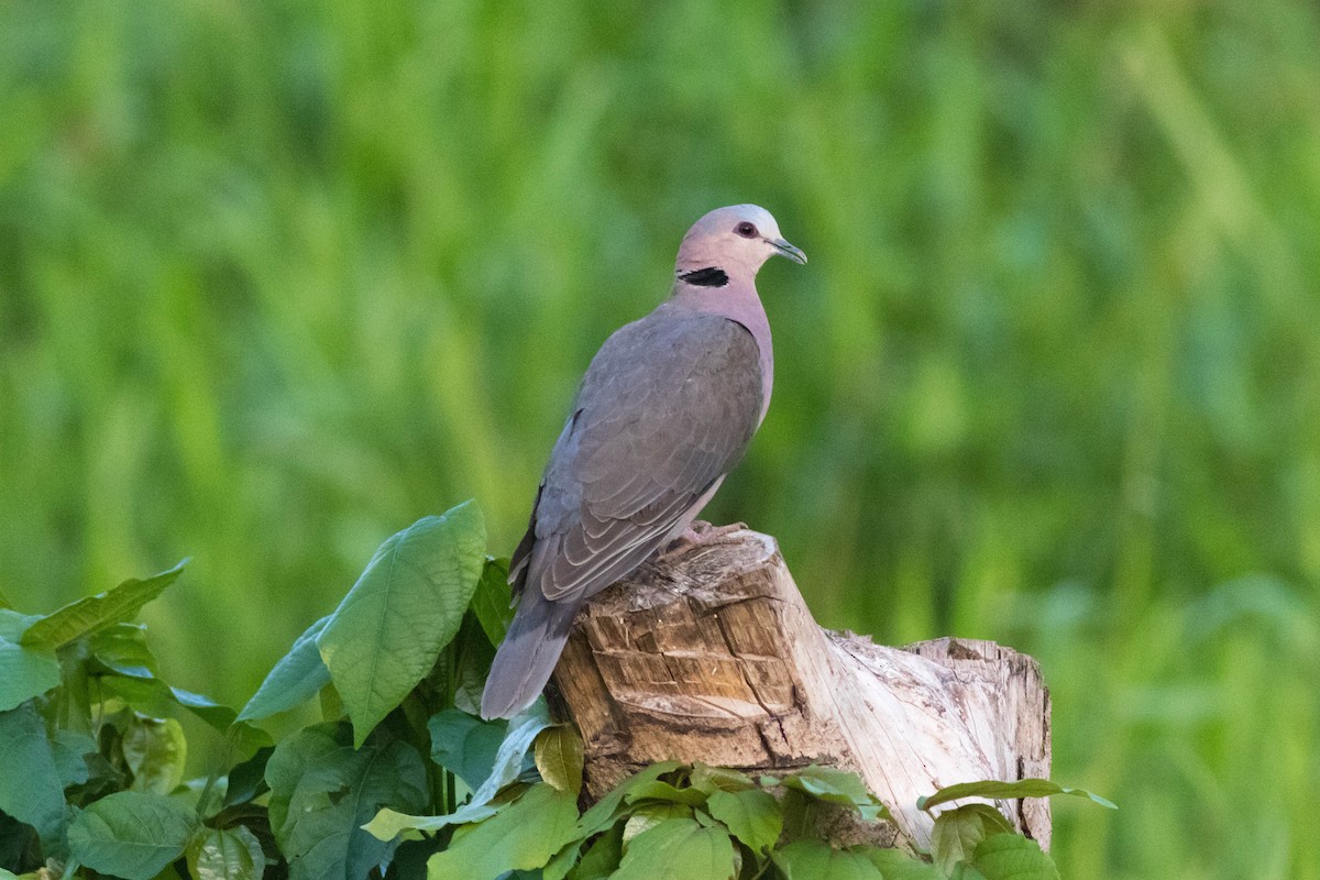 Red-eyed Dove - ML646883883