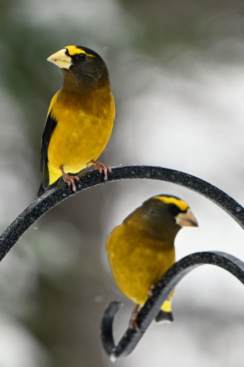 Evening Grosbeak - ML646883885