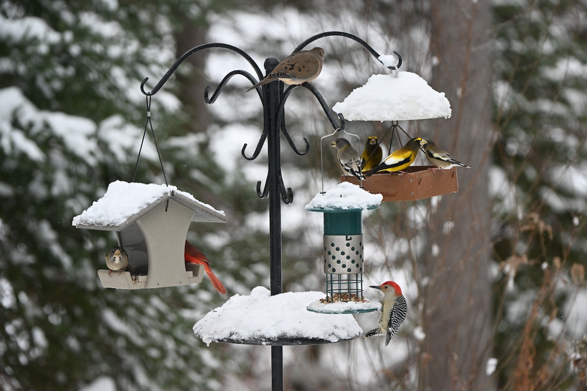 Evening Grosbeak - ML646883886