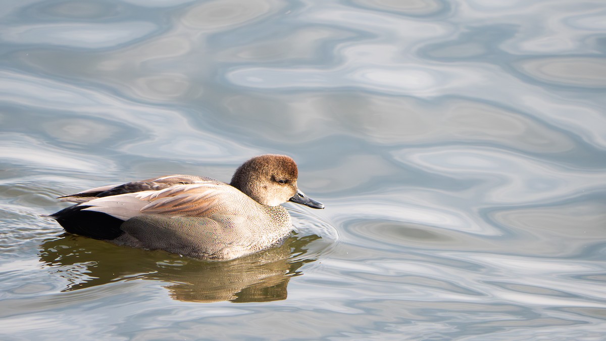 snadderand - ML646883892