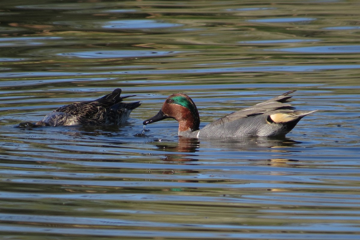 שרשיר - ML646883893