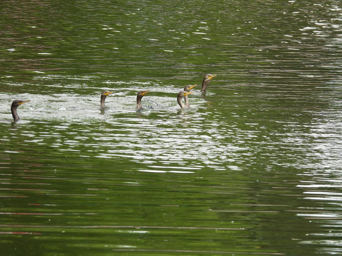 Neotropic Cormorant - ML646883894