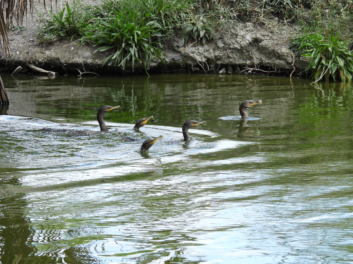 Neotropic Cormorant - ML646883895