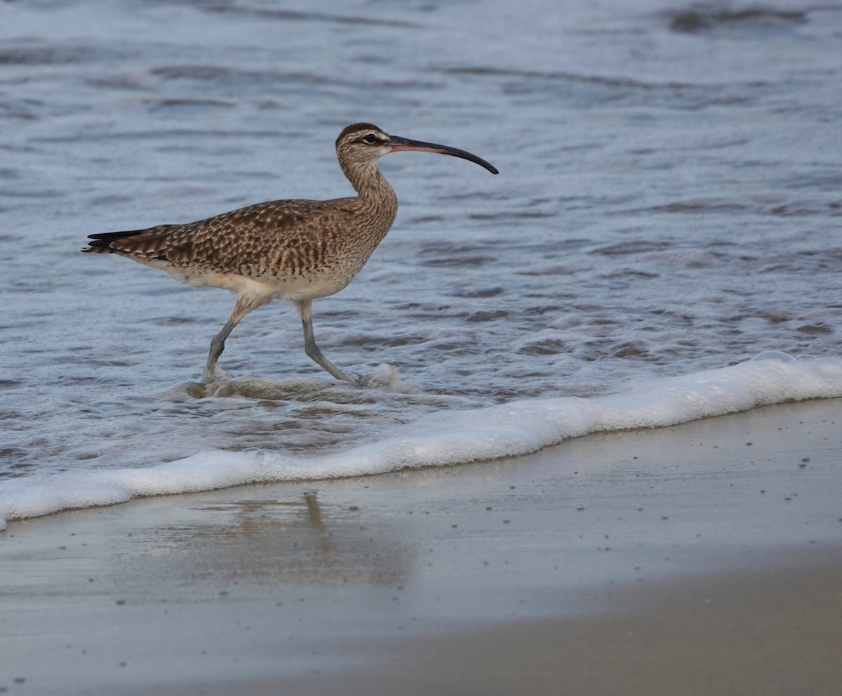 Hudsonian Whimbrel - ML646883897