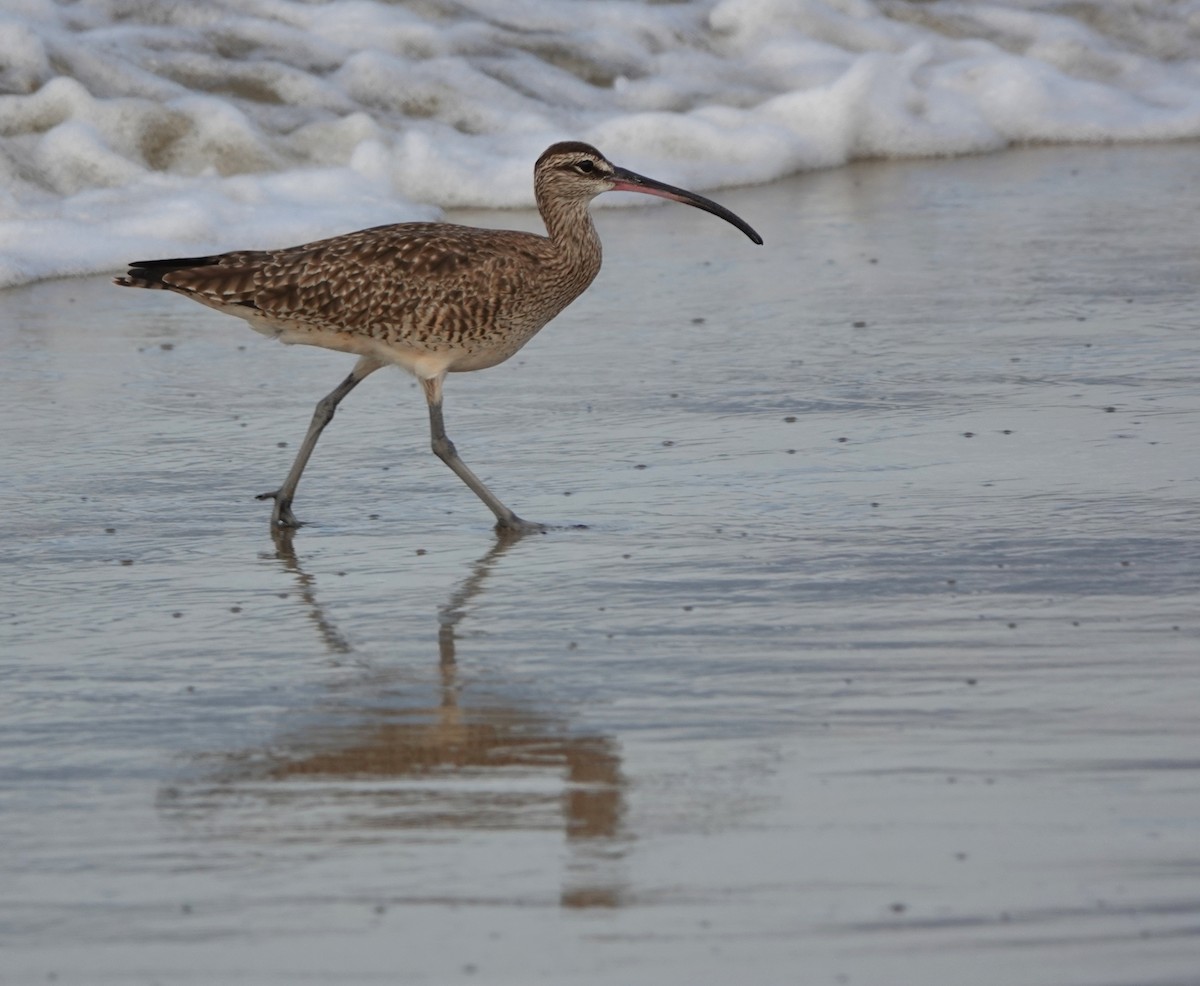 Hudsonian Whimbrel - ML646883898
