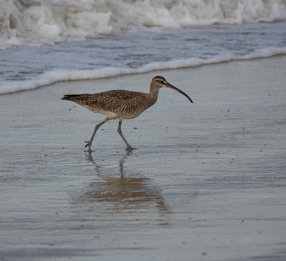 Hudsonian Whimbrel - ML646883899