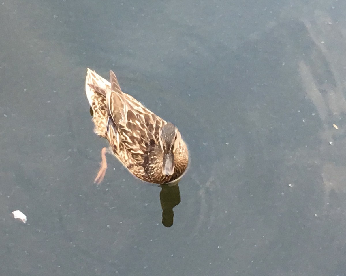 stokkand - ML646883902