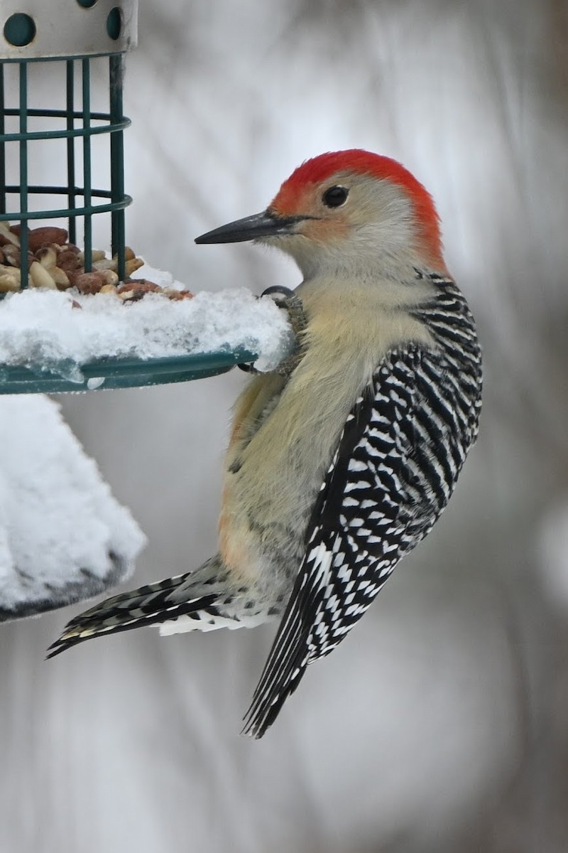 Red-bellied Woodpecker - ML646883903