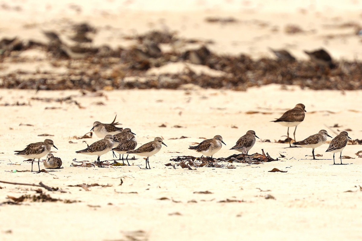 Little Stint - ML646883905