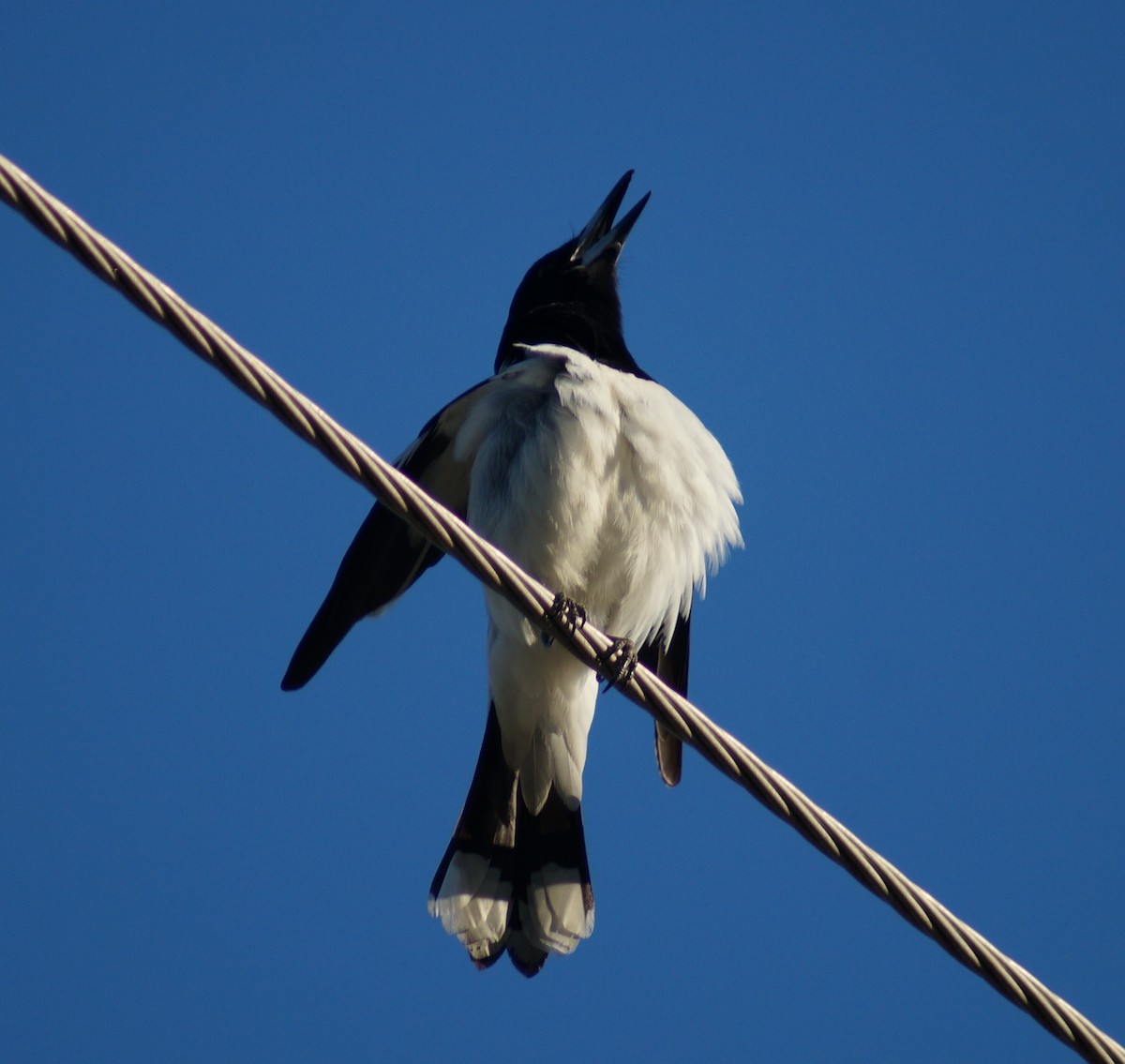 Pied Butcherbird - ML64688391