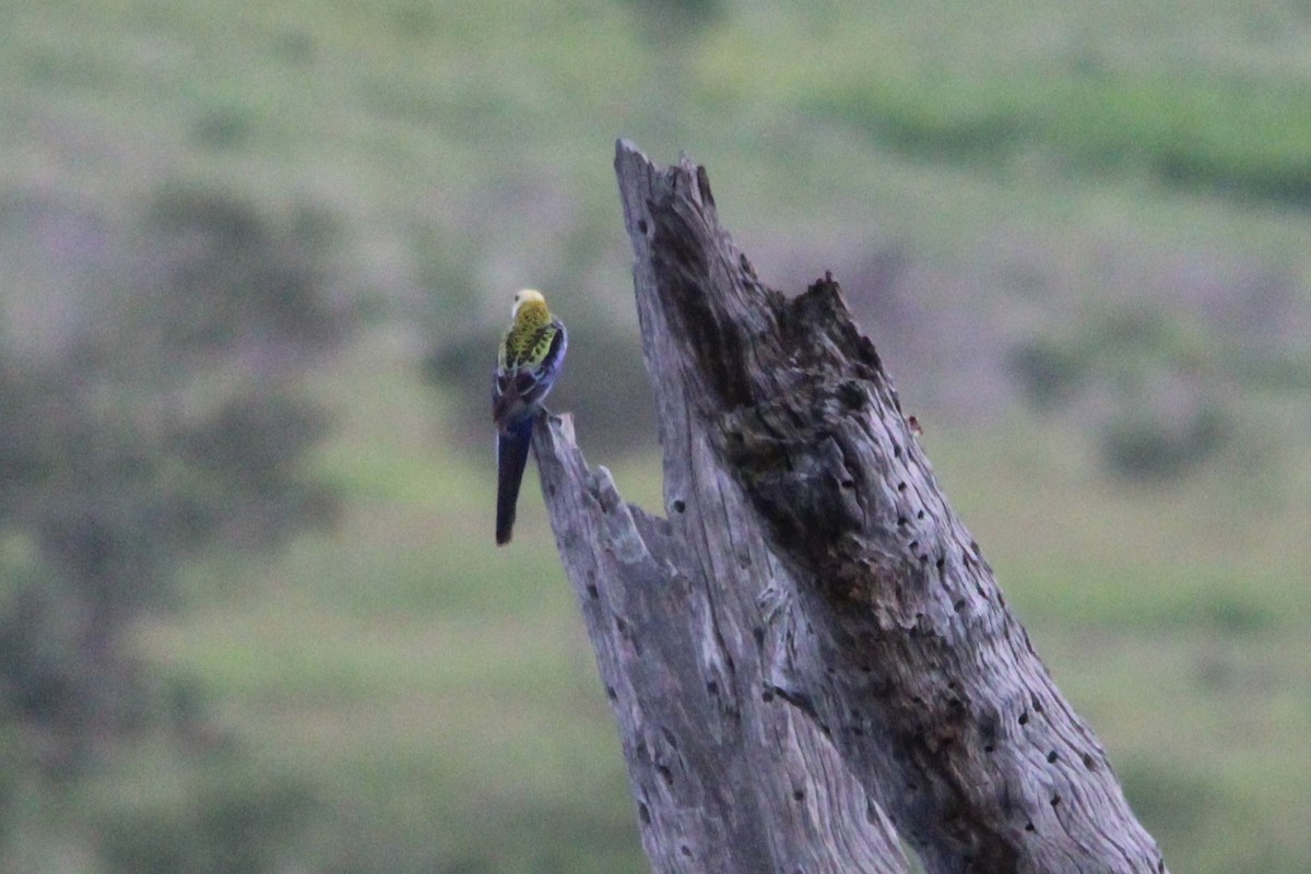 Pale-headed Rosella - ML646883910