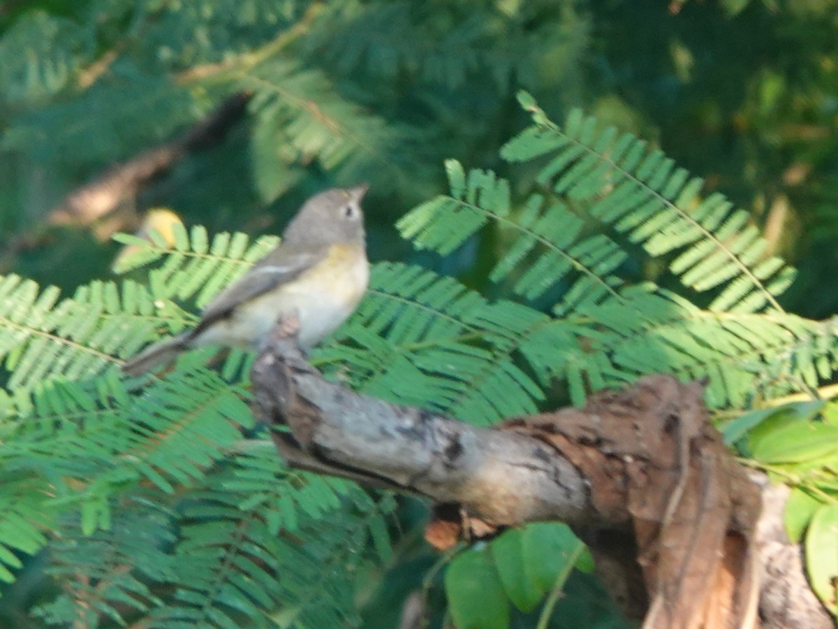Bell's Vireo - ML646883914