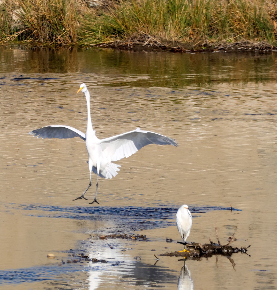 Great Egret - ML646883915