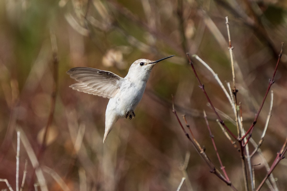 Anna's Hummingbird - ML646883916