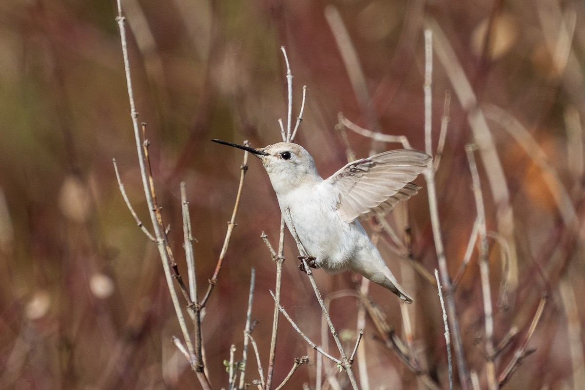 Anna's Hummingbird - ML646883917