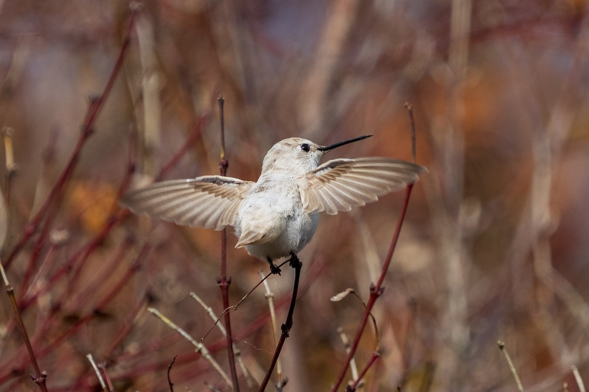 Anna's Hummingbird - ML646883918