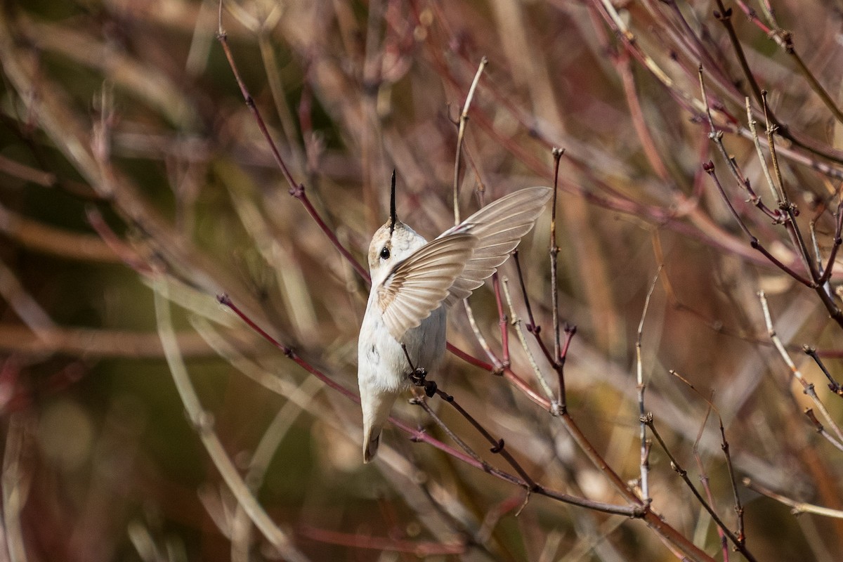 Anna's Hummingbird - ML646883919