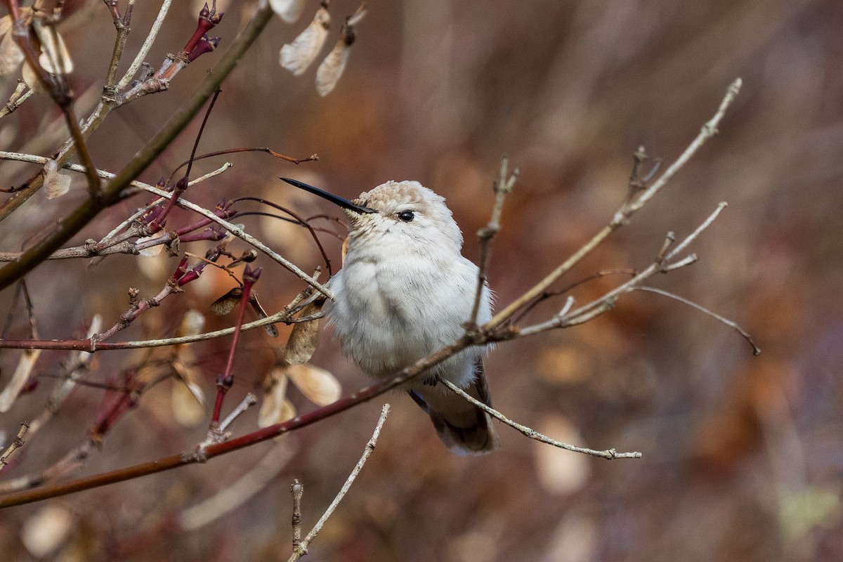 Anna's Hummingbird - ML646883920