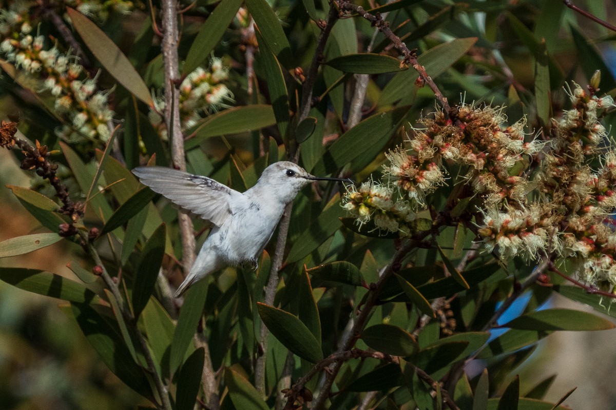 Anna's Hummingbird - ML646883921