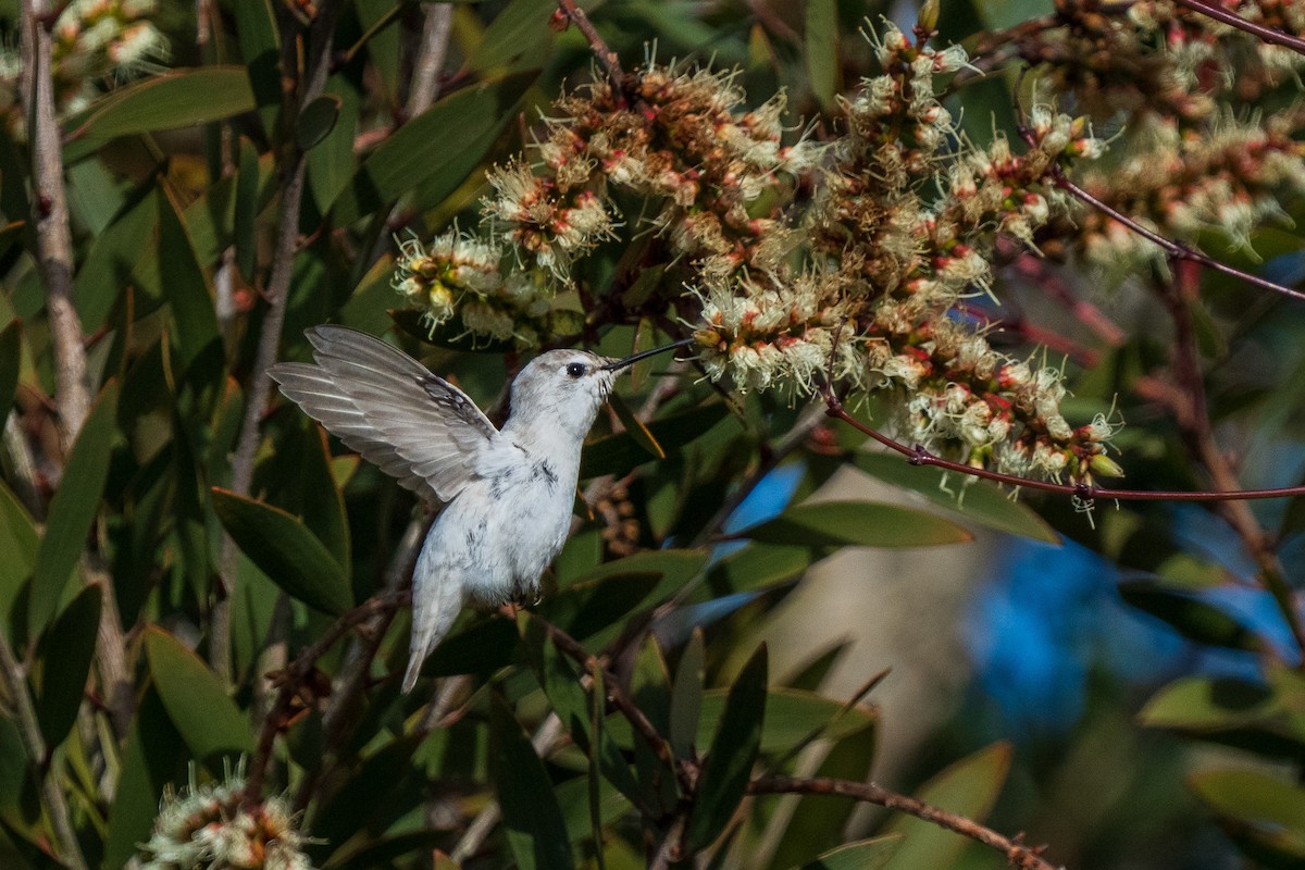 Anna's Hummingbird - ML646883922