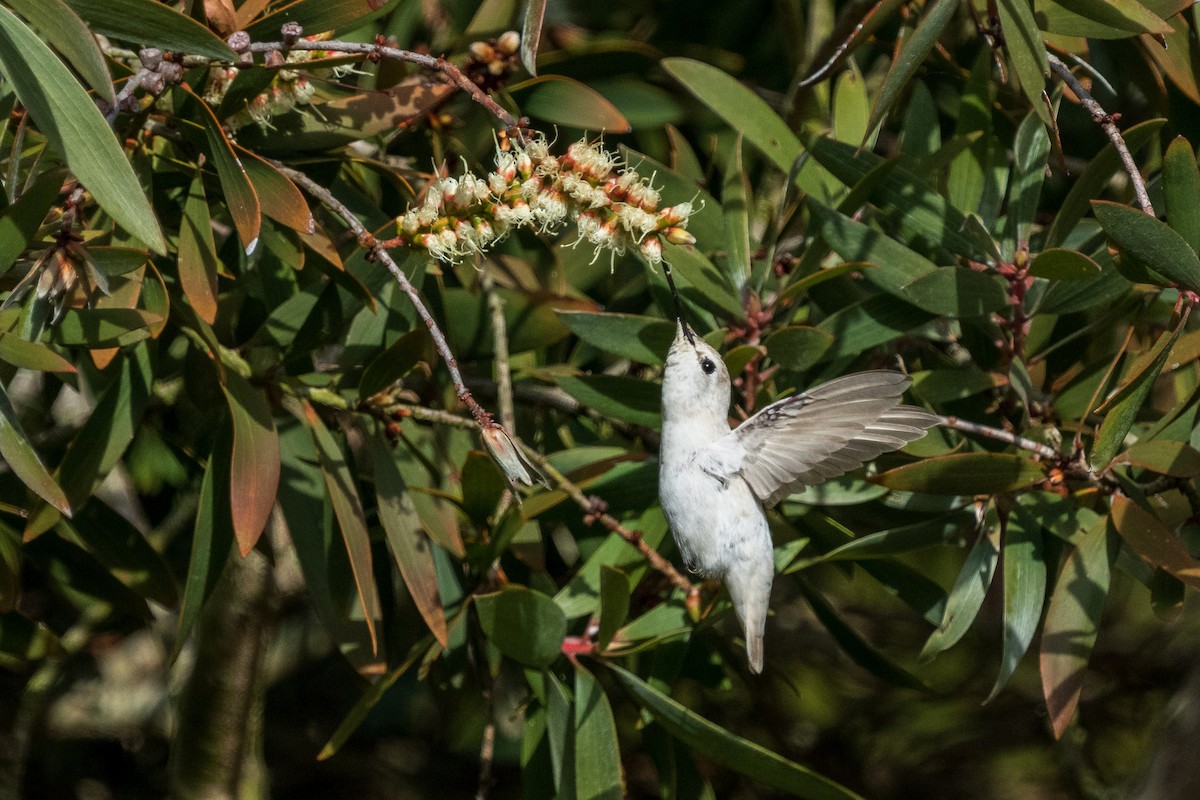 Anna's Hummingbird - ML646883923