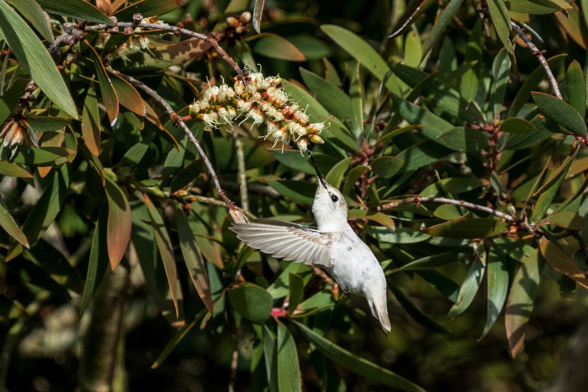 Anna's Hummingbird - ML646883924