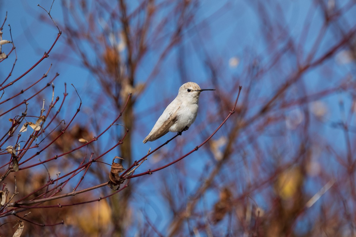 Anna's Hummingbird - ML646883925