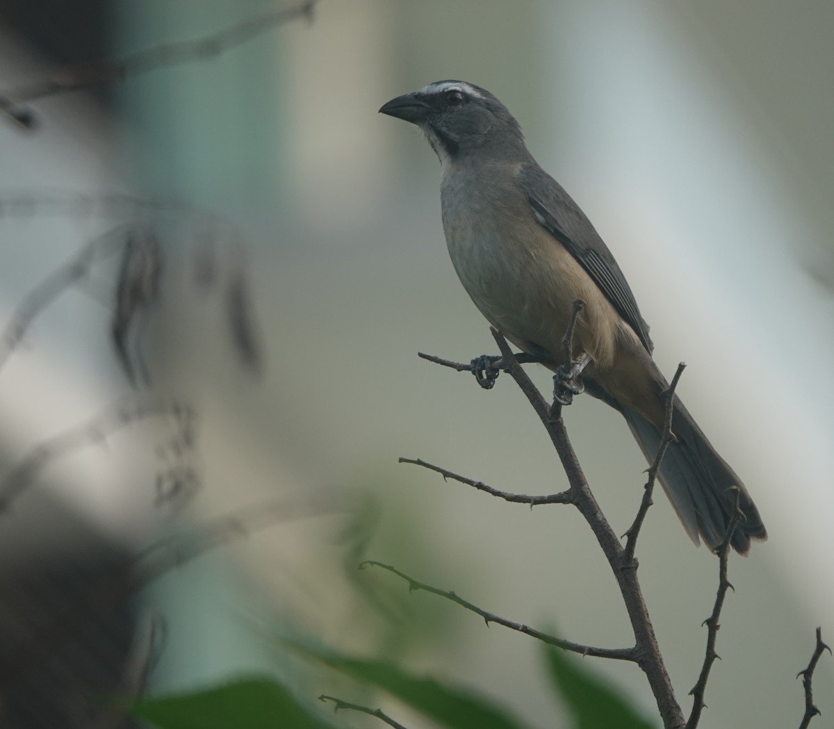 Cinnamon-bellied Saltator - ML646883927