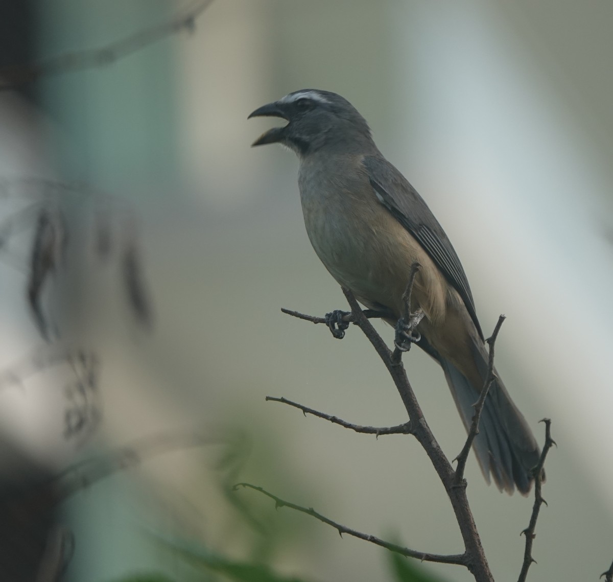 Cinnamon-bellied Saltator - ML646883928