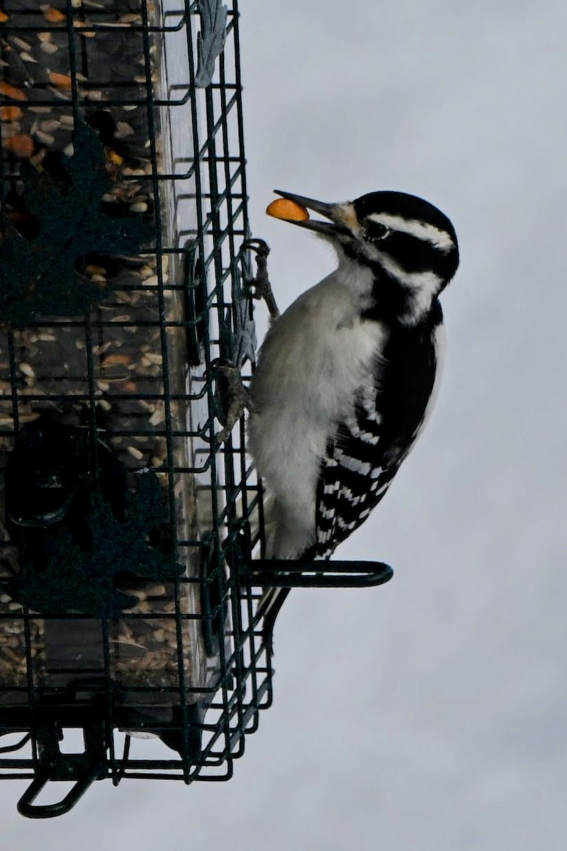Hairy Woodpecker - ML646883929