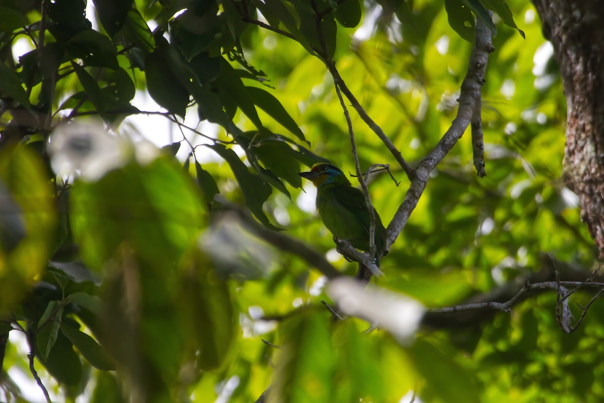 Barbudo Cejinegro - ML646883930